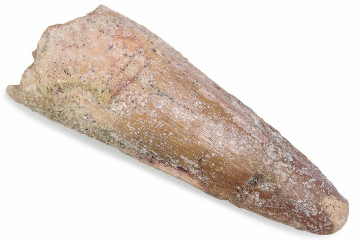 Fossil Spinosaurus Tooth - Real Dinosaur Tooth #376582